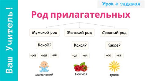 Согласование прилагательных по роду и числу