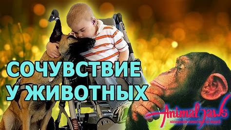 Сочувствие и эмпатия к другим людям