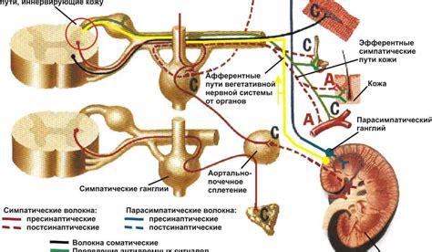 Спинальные патологии