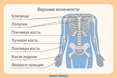 Строение образа жизни альт человека