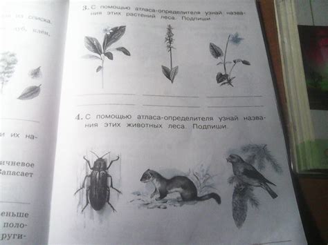 Структура атласа определителя