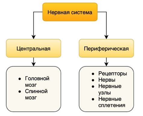 Структура лестничного типа нервной системы