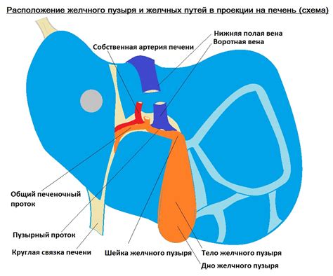 Структуры ворот печени