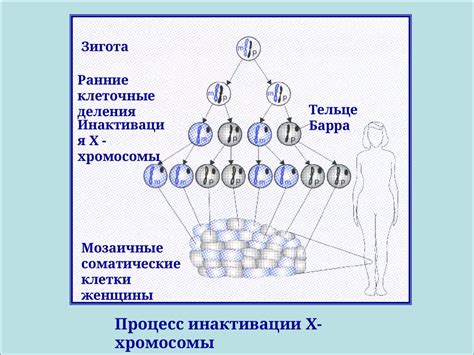 Типы наследования признаков