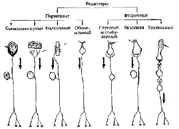 Трение пальцев и сенсорные рецепторы