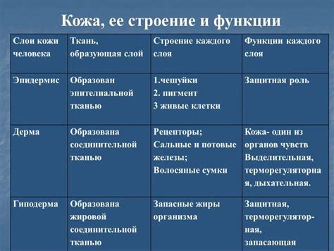 Трехслойные животные: особенности строения и функции каждого слоя