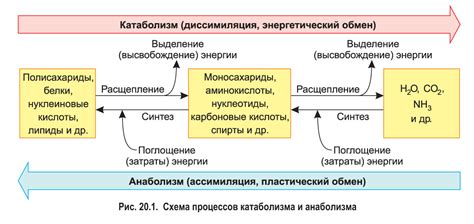 Ухудшение обмена веществ