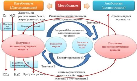 Участие в метаболических процессах и транспортировка веществ