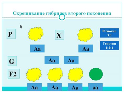 Фенотип cceekk в генетике