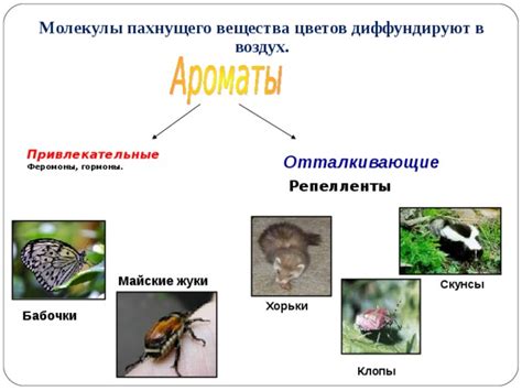 Феромоны и запаховые молекулы