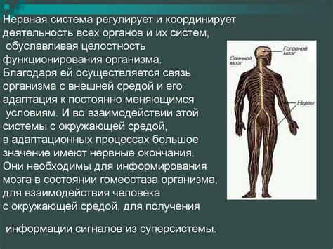 Физиологические особенности нервных окончаний создают ощущение щекотки