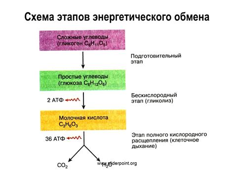 Физиологический аспект энергетического обмена