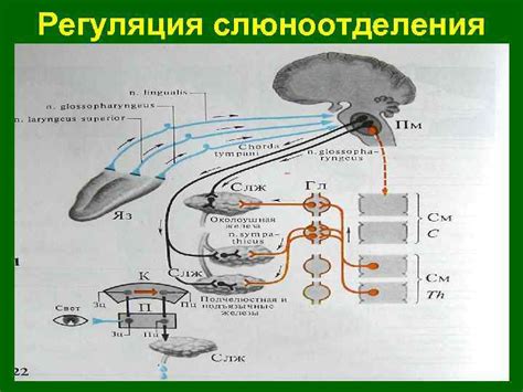 Физиология слюноотделения