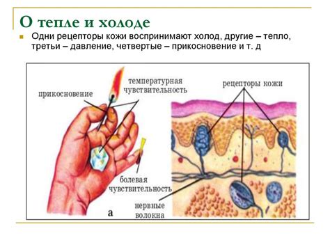 Физические ощущения при тепле и холоде