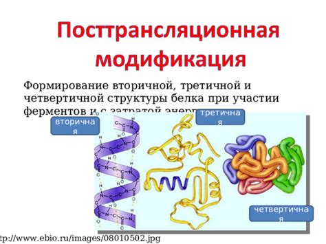 Формирование вторичной структуры