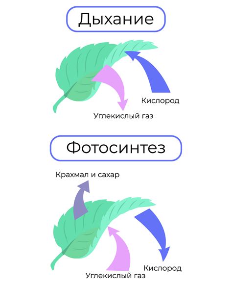 Фотосинтез и клеточное дыхание