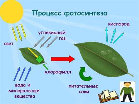 Фотосинтез как основа для развития жизни в космосе