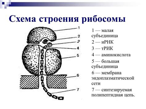 Функции безъядерных чешуйок