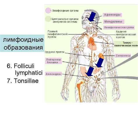 Функции зрелых лимфоидных элементов