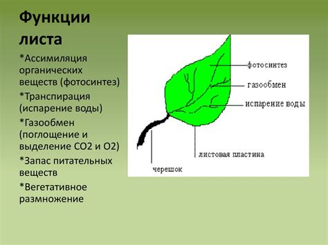 Функции редуцированных листьев