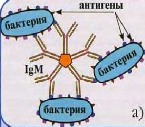 Функции сапрофитической микробиоты