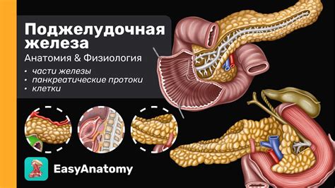 Хвост поджелудочной железы: структура органа