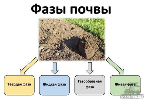 Химический состав почвы: питательные вещества и кислотность