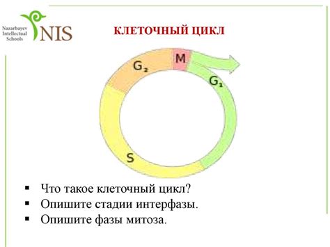 Что такое клеточный детрит