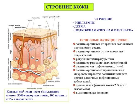 Экзокардиальный слой: поддержка и защита