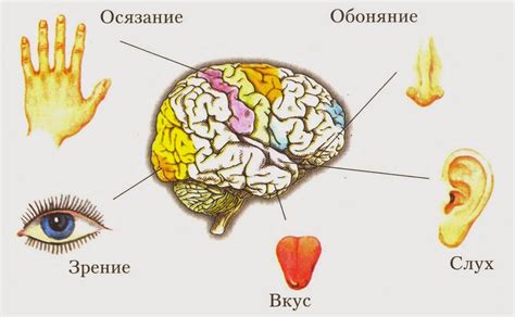 Эктодермальный слой: органы чувств и внешний организм