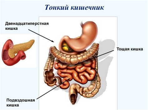 Эндодермальный слой: пищеварение и обмен веществ