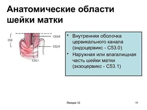 Эндоцервикс 1мм и его значение