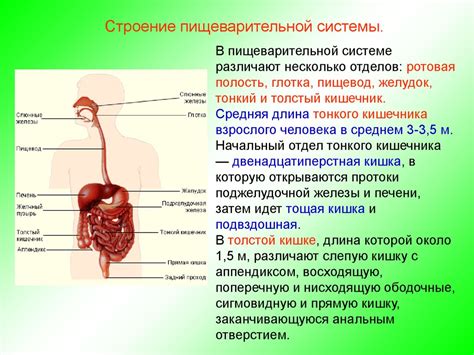 Энергетический обмен и пищеварительная система