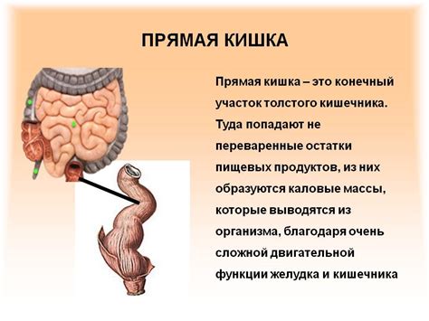 Эпителиальное образование прямой кишки: что это такое