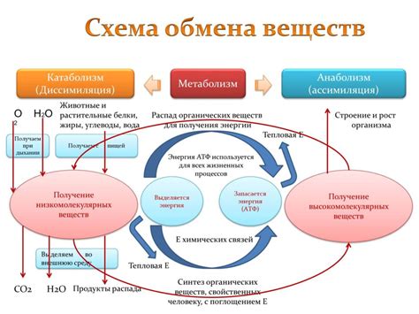 Эпителиальный слой: защита и обмен веществ